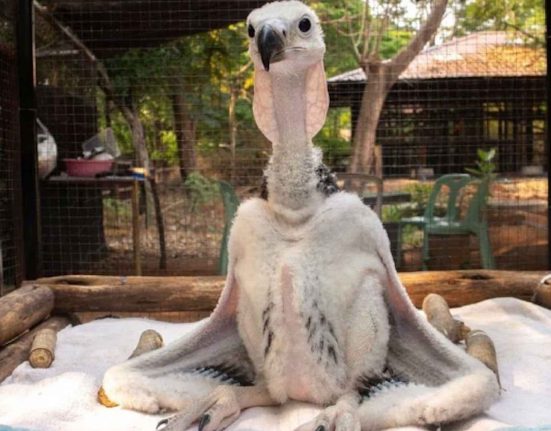 Innovative breeding program offers hope for Thailand's endangered vultures